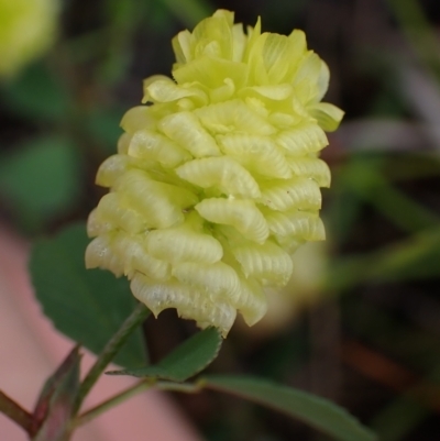 Trifolium campestre (Hop Clover) at Cook, ACT - 24 Nov 2021 by drakes