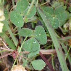 Trifolium campestre at Cook, ACT - 25 Nov 2021 08:54 AM