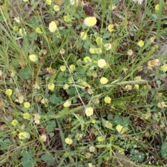 Trifolium campestre at Cook, ACT - 25 Nov 2021 08:54 AM