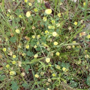 Trifolium campestre at Cook, ACT - 25 Nov 2021 08:54 AM