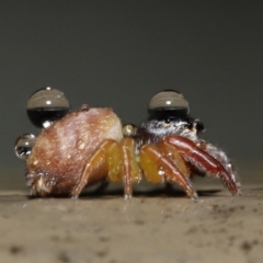 Unidentified Jumping or peacock spider (Salticidae) at Acton, ACT - 26 Nov 2021 by TimL