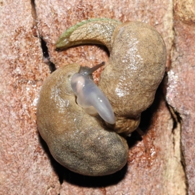 Cystopelta sp. (genus) (Unidentified Cystopelta Slug) at ANBG - 26 Nov 2021 by TimL