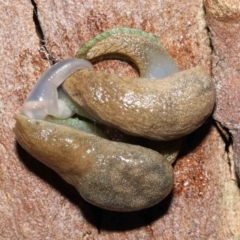 Cystopelta sp. (genus) at Acton, ACT - 26 Nov 2021