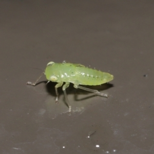 Cicadellidae (family) at Acton, ACT - 26 Nov 2021 01:35 PM