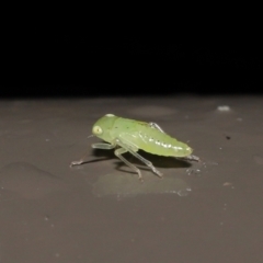 Cicadellidae (family) at Acton, ACT - 26 Nov 2021 01:35 PM