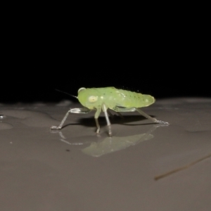 Cicadellidae (family) at Acton, ACT - 26 Nov 2021 01:35 PM