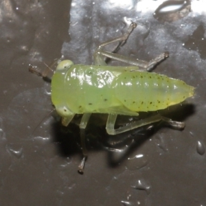 Cicadellidae (family) at Acton, ACT - 26 Nov 2021 01:35 PM