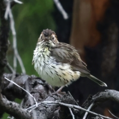 Pyrrholaemus sagittatus (Speckled Warbler) at Hackett, ACT - 26 Nov 2021 by jb2602