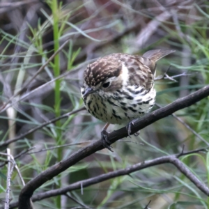 Pyrrholaemus sagittatus at Hackett, ACT - 26 Nov 2021