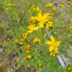 Hypericum perforatum at Jerrabomberra, ACT - 28 Nov 2021 11:36 AM