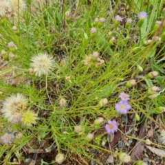 Vittadinia muelleri (Narrow-leafed New Holland Daisy) at Jerrabomberra, ACT - 28 Nov 2021 by Mike