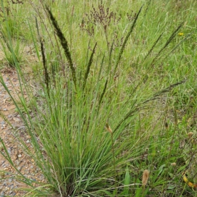 Eragrostis curvula (African Lovegrass) at Isaacs, ACT - 28 Nov 2021 by Mike