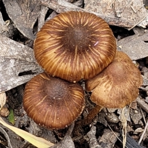 Inocybe sp. at Stromlo, ACT - 28 Nov 2021