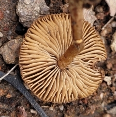 Inocybe sp. at Stromlo, ACT - 28 Nov 2021