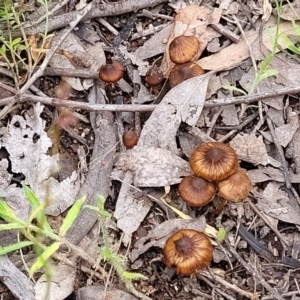 Inocybe sp. at Stromlo, ACT - 28 Nov 2021 10:30 AM