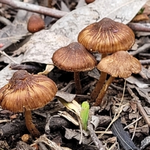 Inocybe sp. at Stromlo, ACT - 28 Nov 2021