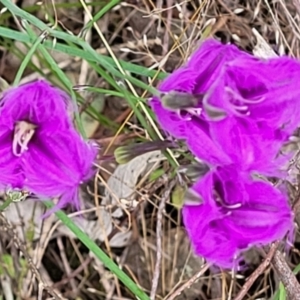 Thysanotus tuberosus at Stromlo, ACT - 28 Nov 2021 10:58 AM