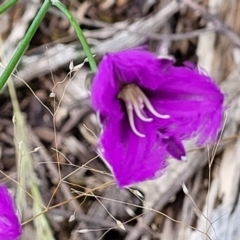 Thysanotus tuberosus at Stromlo, ACT - 28 Nov 2021 10:58 AM