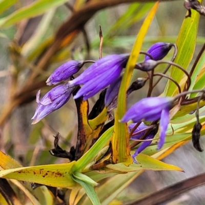 Stypandra glauca (Nodding Blue Lily) at Stromlo, ACT - 28 Nov 2021 by trevorpreston