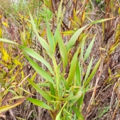 Stypandra glauca at Stromlo, ACT - 28 Nov 2021 10:43 AM