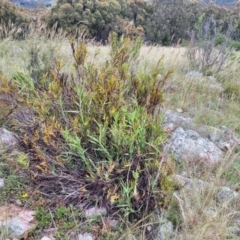 Stypandra glauca at Stromlo, ACT - 28 Nov 2021 10:43 AM