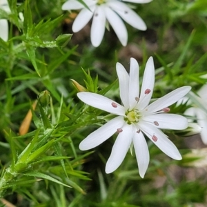 Stellaria pungens at Stromlo, ACT - 28 Nov 2021 10:42 AM