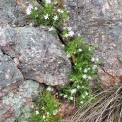 Stellaria pungens at Stromlo, ACT - 28 Nov 2021 10:42 AM