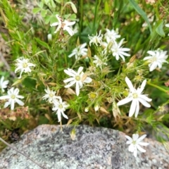 Stellaria pungens at Stromlo, ACT - 28 Nov 2021 10:42 AM