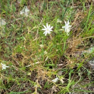 Stellaria pungens at Stromlo, ACT - 28 Nov 2021