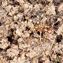 Aphaenogaster longiceps at Stromlo, ACT - 28 Nov 2021