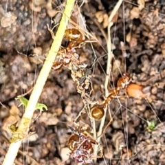 Aphaenogaster longiceps at Stromlo, ACT - 28 Nov 2021