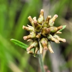 Euchiton japonicus (Creeping Cudweed) at Stromlo, ACT - 28 Nov 2021 by trevorpreston