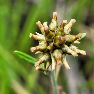 Euchiton japonicus (Creeping Cudweed) at Stromlo, ACT - 27 Nov 2021 by tpreston