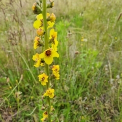 Verbascum virgatum (Green Mullein) at Jerrabomberra, ACT - 28 Nov 2021 by Mike