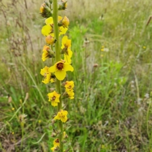 Verbascum virgatum at Jerrabomberra, ACT - 28 Nov 2021