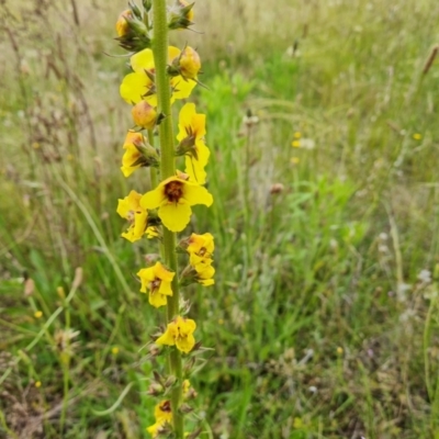 Verbascum virgatum (Green Mullein) at Isaacs Ridge - 28 Nov 2021 by Mike