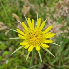 Tragopogon dubius (Goatsbeard) at Jerrabomberra, ACT - 28 Nov 2021 by Mike