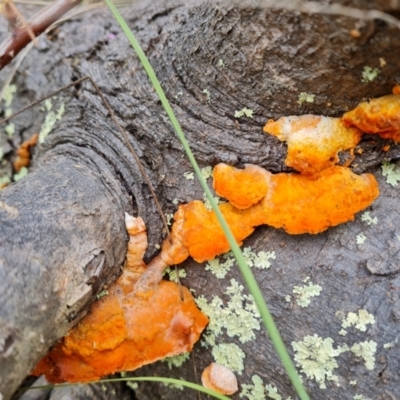 Trametes coccinea (Scarlet Bracket) at Jerrabomberra, ACT - 28 Nov 2021 by Mike