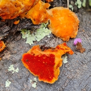 Trametes coccinea at Jerrabomberra, ACT - 28 Nov 2021