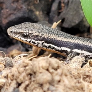 Morethia boulengeri at Molonglo Valley, ACT - 28 Nov 2021