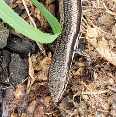 Morethia boulengeri at Molonglo Valley, ACT - 28 Nov 2021