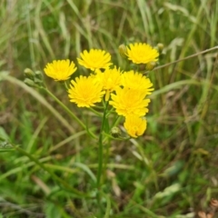 Crepis capillaris (Smooth Hawksbeard) at Jerrabomberra, ACT - 28 Nov 2021 by Mike