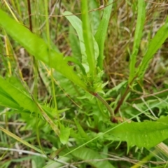 Crepis capillaris at Jerrabomberra, ACT - 28 Nov 2021 11:53 AM