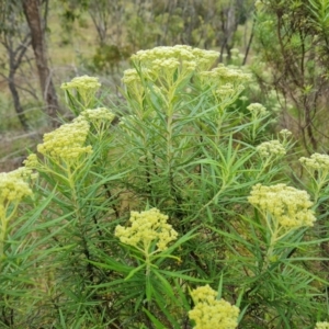 Cassinia longifolia at Jerrabomberra, ACT - 28 Nov 2021 11:52 AM