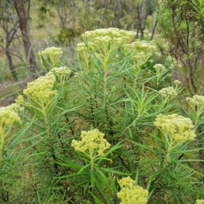 Cassinia longifolia (Shiny Cassinia, Cauliflower Bush) at Jerrabomberra, ACT - 28 Nov 2021 by Mike