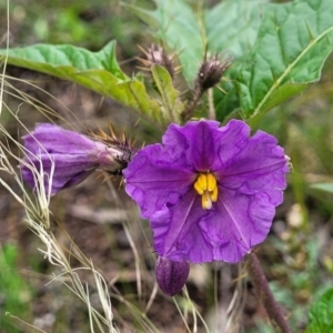 Solanum cinereum at Molonglo Valley, ACT - 28 Nov 2021 10:20 AM