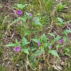 Solanum cinereum at Molonglo Valley, ACT - 28 Nov 2021 10:20 AM