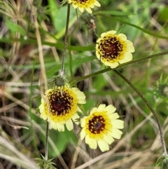 Tolpis barbata (Yellow Hawkweed) at Denman Prospect 2 Estate Deferred Area (Block 12) - 27 Nov 2021 by tpreston