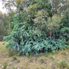 Acacia baileyana (Cootamundra Wattle, Golden Mimosa) at Denman Prospect 2 Estate Deferred Area (Block 12) - 27 Nov 2021 by tpreston