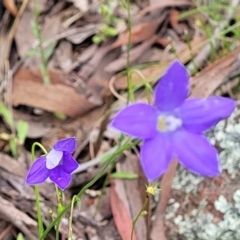 Wahlenbergia capillaris (Tufted Bluebell) at Stromlo, ACT - 28 Nov 2021 by trevorpreston